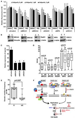 PARP Inhibitors for Sensitization of Alkylation Chemotherapy in Glioblastoma: Impact of Blood-Brain Barrier and Molecular Heterogeneity